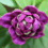 Les rhododendrons
