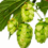 Le houblon