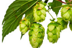 Le houblon Le houblon