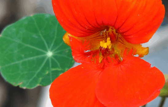 Les capucines, de la gaité au jardin