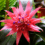 Le bromélia Aechmea