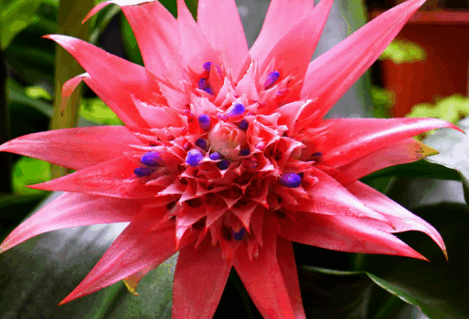 Le bromélia Aechmea