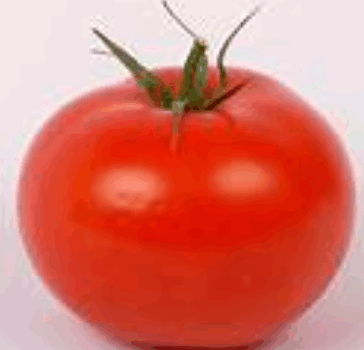 Les bonnes tomates du jardin Les bonnes tomates du jardin