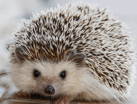 Le hérisson ami des jardins