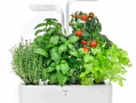 Créer un jardin d’intérieur Créer un jardin d’intérieur