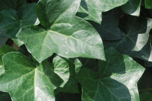 Le lierre, toujours vert. Le lierre, toujours vert.