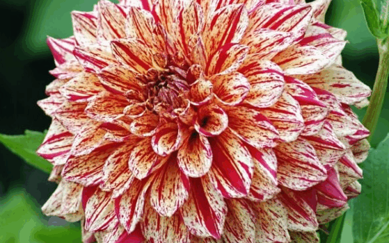 Les chrysanthèmes Les chrysanthèmes