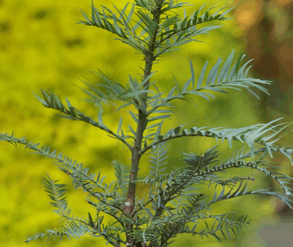 Le pin de Wollemi Le pin de Wollemi