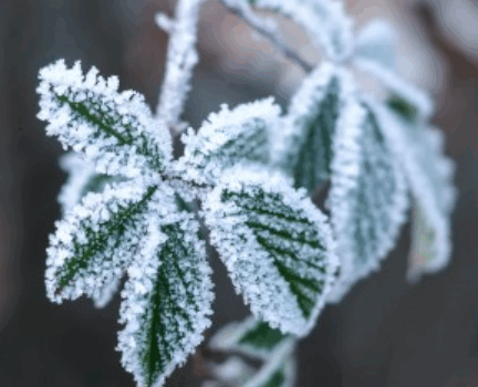 Les plantes et le froid