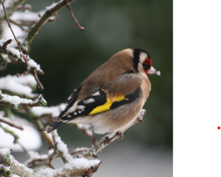 Les oiseaux du jardin en hiver Les oiseaux du jardin en hiver