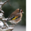 Les oiseaux du jardin en hiver