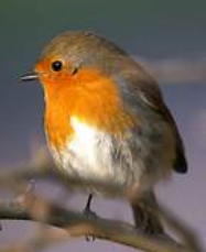 Le rouge-gorge familier Le rouge-gorge familier