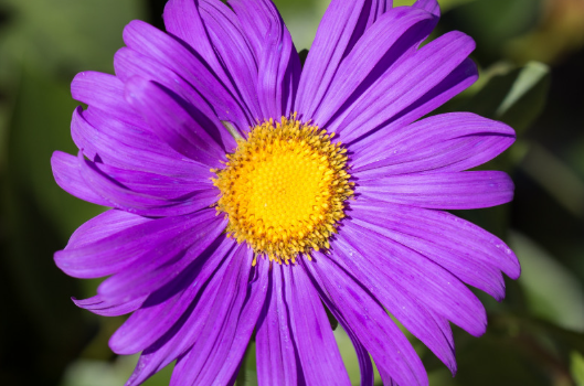 La floraison des plantes La floraison des plantes