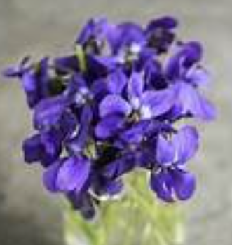 Les violettes odorantes