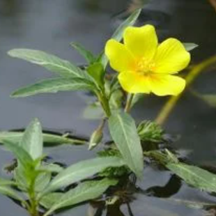 Un bassin d&rsquo;ornement