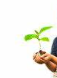 Entretenir les jeunes arbres Entretenir les jeunes arbres