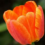 Les tulipes