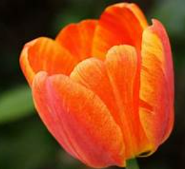 Les tulipes Les tulipes