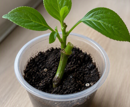 Comment multiplier vos plantes par bouturage
