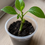 Comment multiplier vos plantes par bouturage