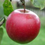 La saison des pommes