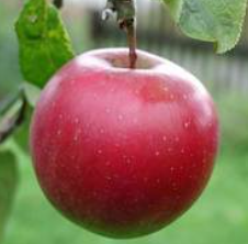 La saison des pommes