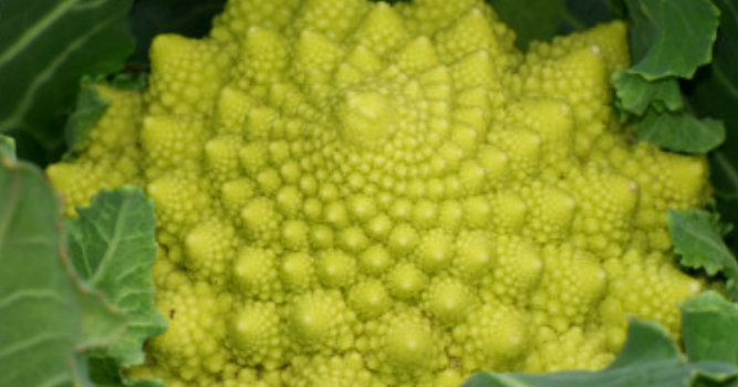 La grande famille des choux